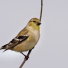 American Goldfinch